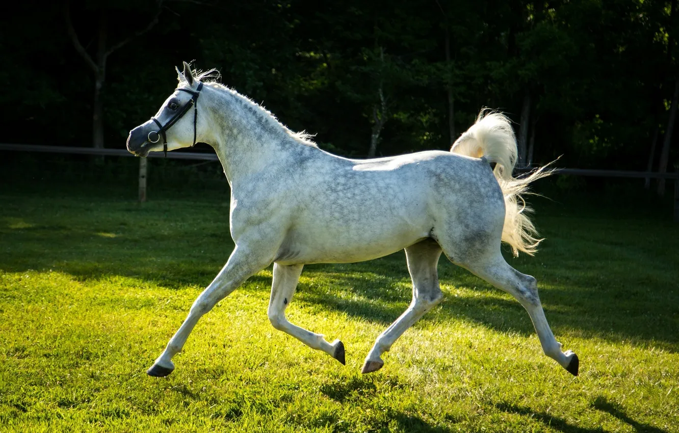 Фото обои серый, конь, лошадь, бег, рысь