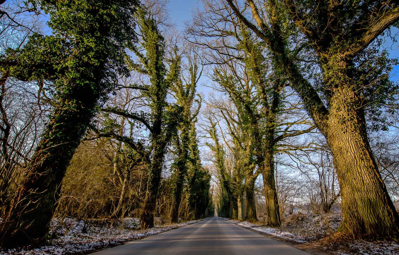 Фото обои дорога, небо, снег, деревья, природа