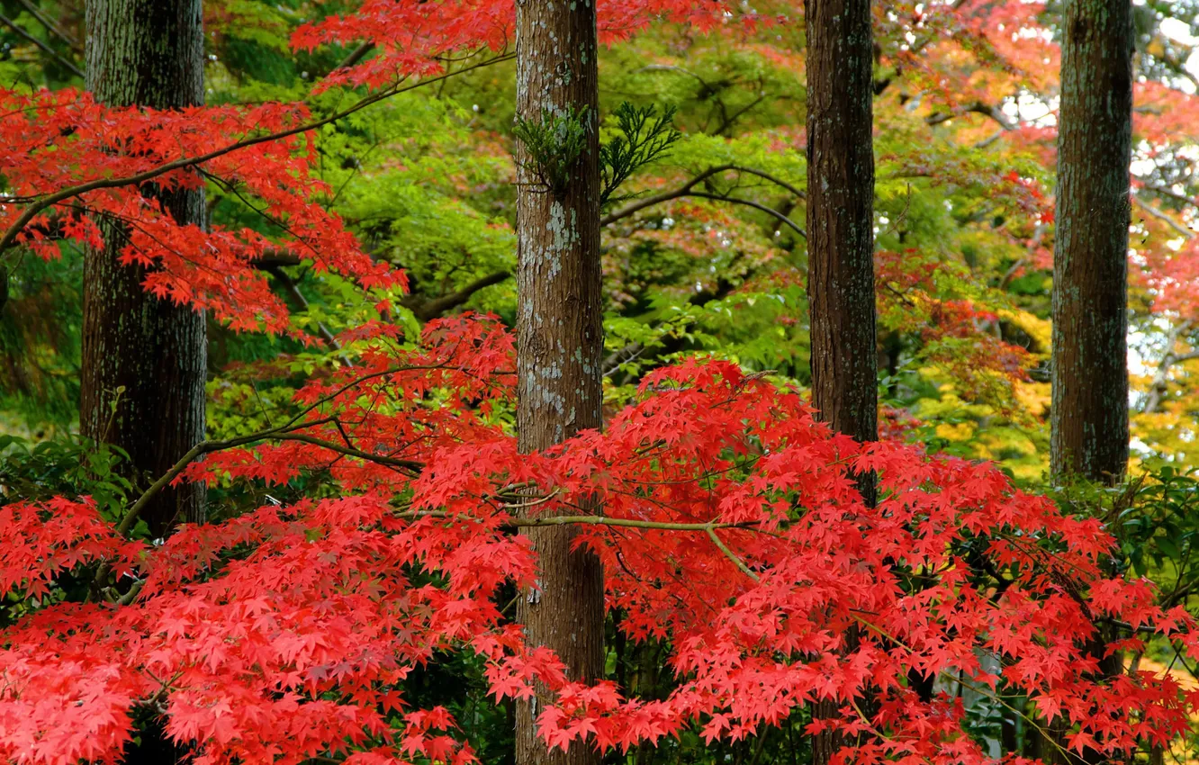 Фото обои осень, лес, природа, парк, Япония, клен