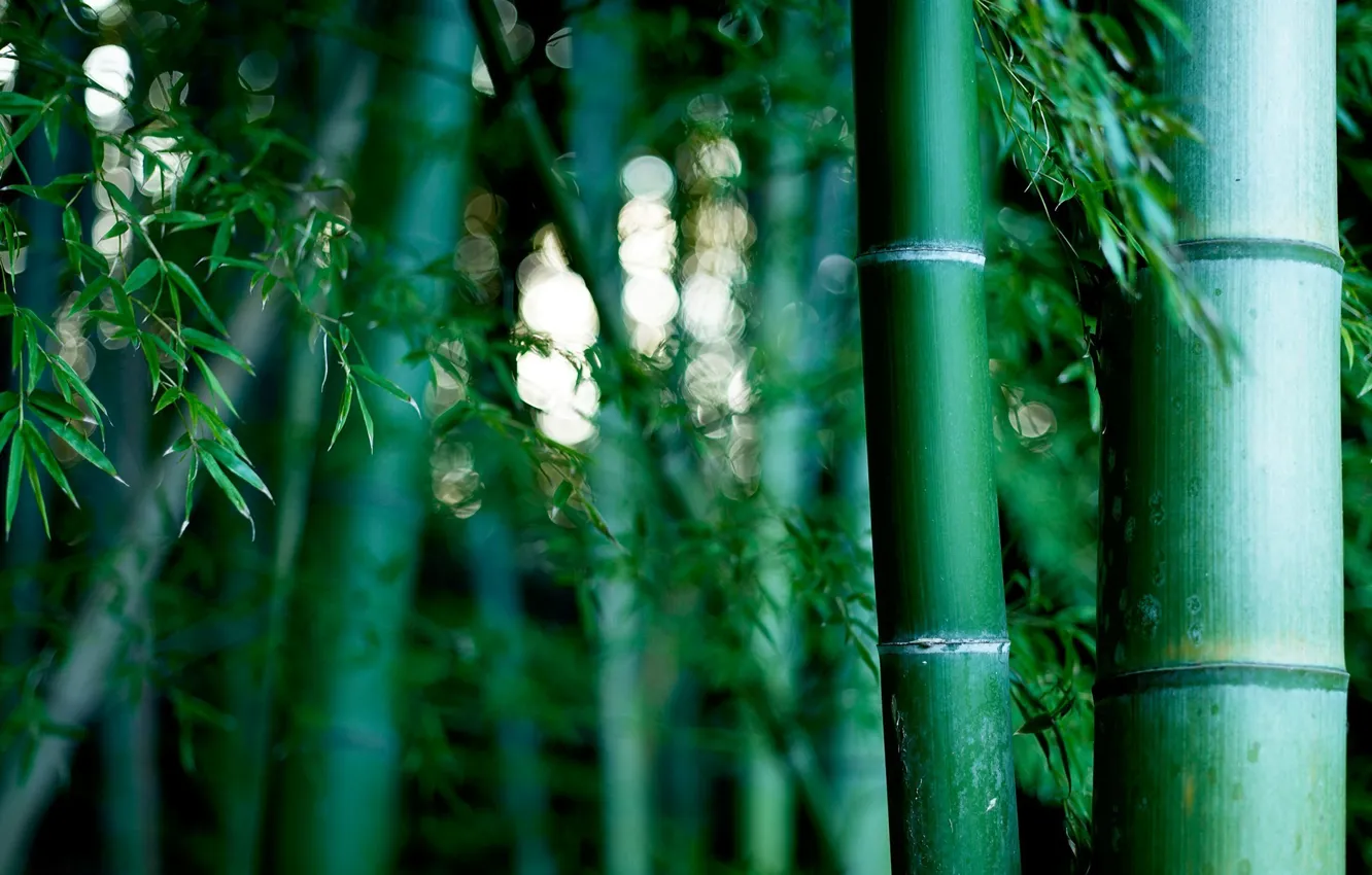 Фото обои природа, бамбуковая роща