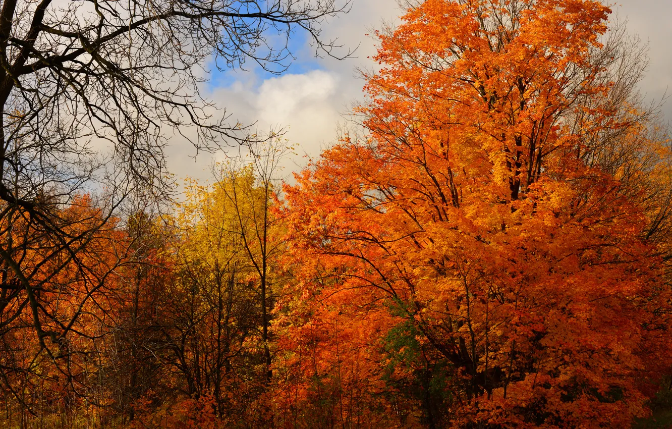Фото обои осень, лес, небо, облака, деревья