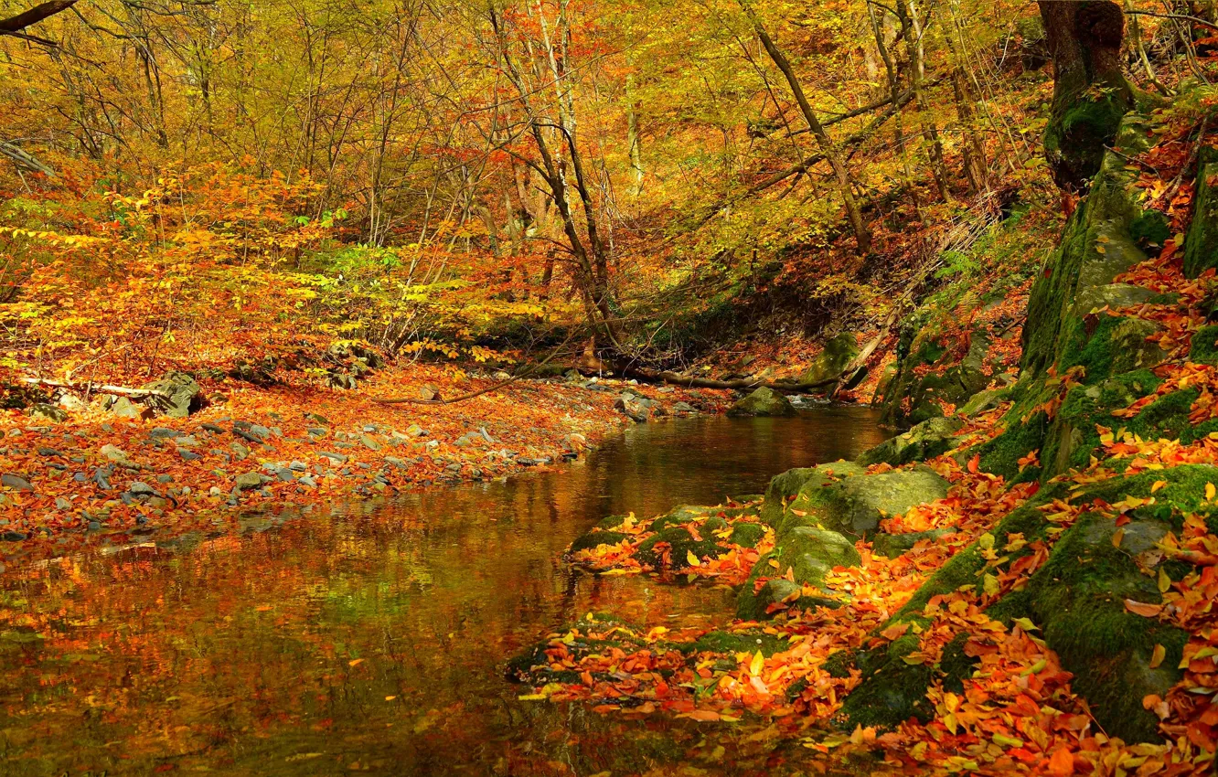 Фото обои Поток, Осень, Лес, Ручей, Fall, Листва, Autumn, Colors