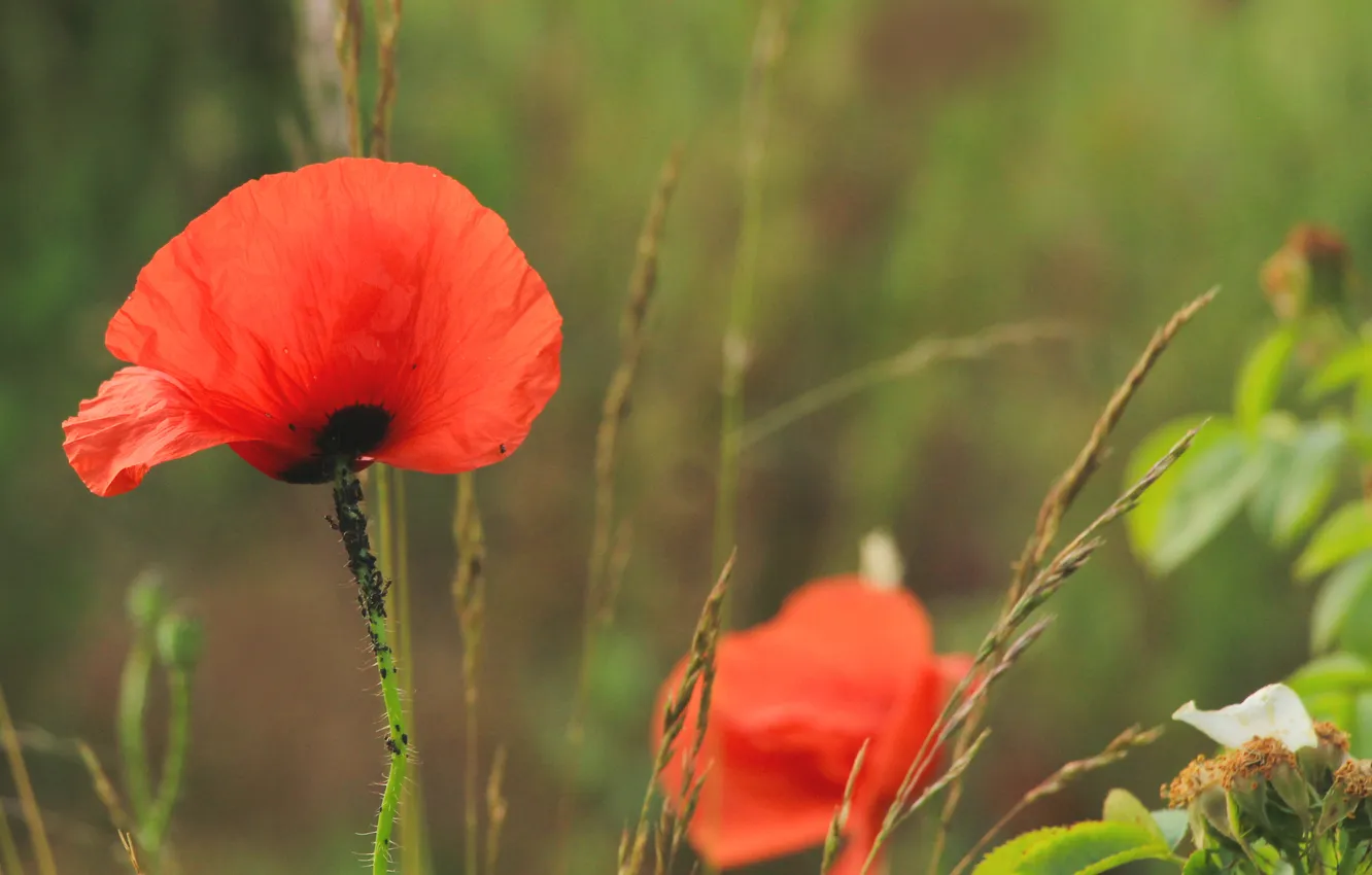 Фото обои red, flower, poppy