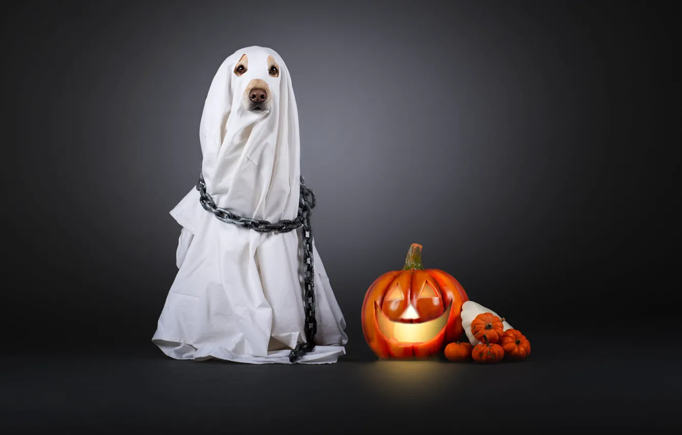 Фото обои собака, цепь, костюм, тыква, белая, простыня, серый фон, накидка