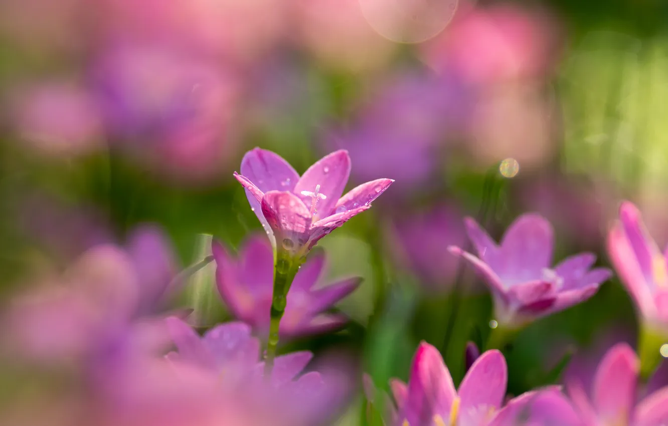 Фото обои цветы, блики, нежность, боке