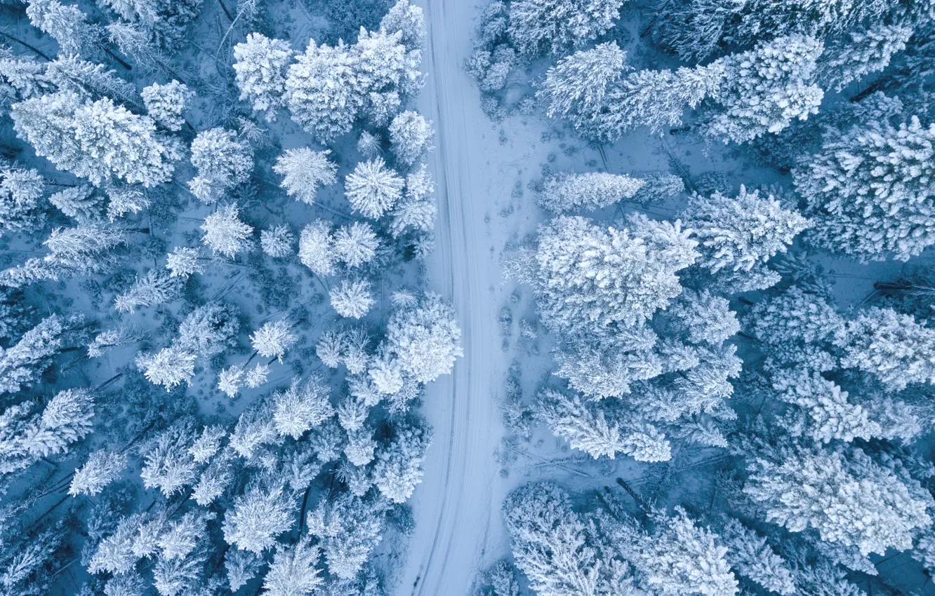Фото обои зима, дорога, лес, снег, деревья, в снегу, ели, вид сверху