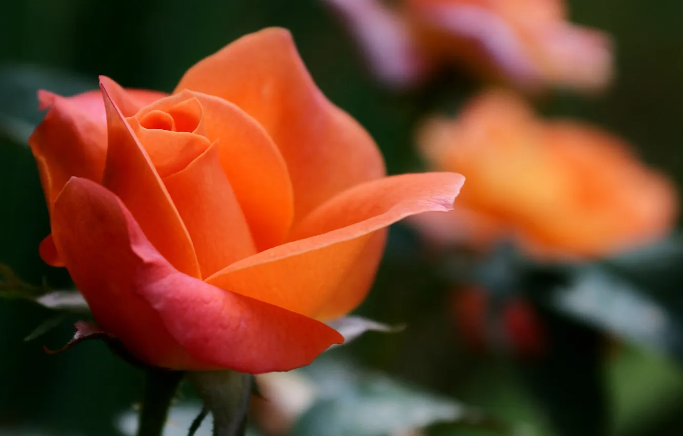 Фото обои цветок, макро, роза, оранжевая, фокус, размытость