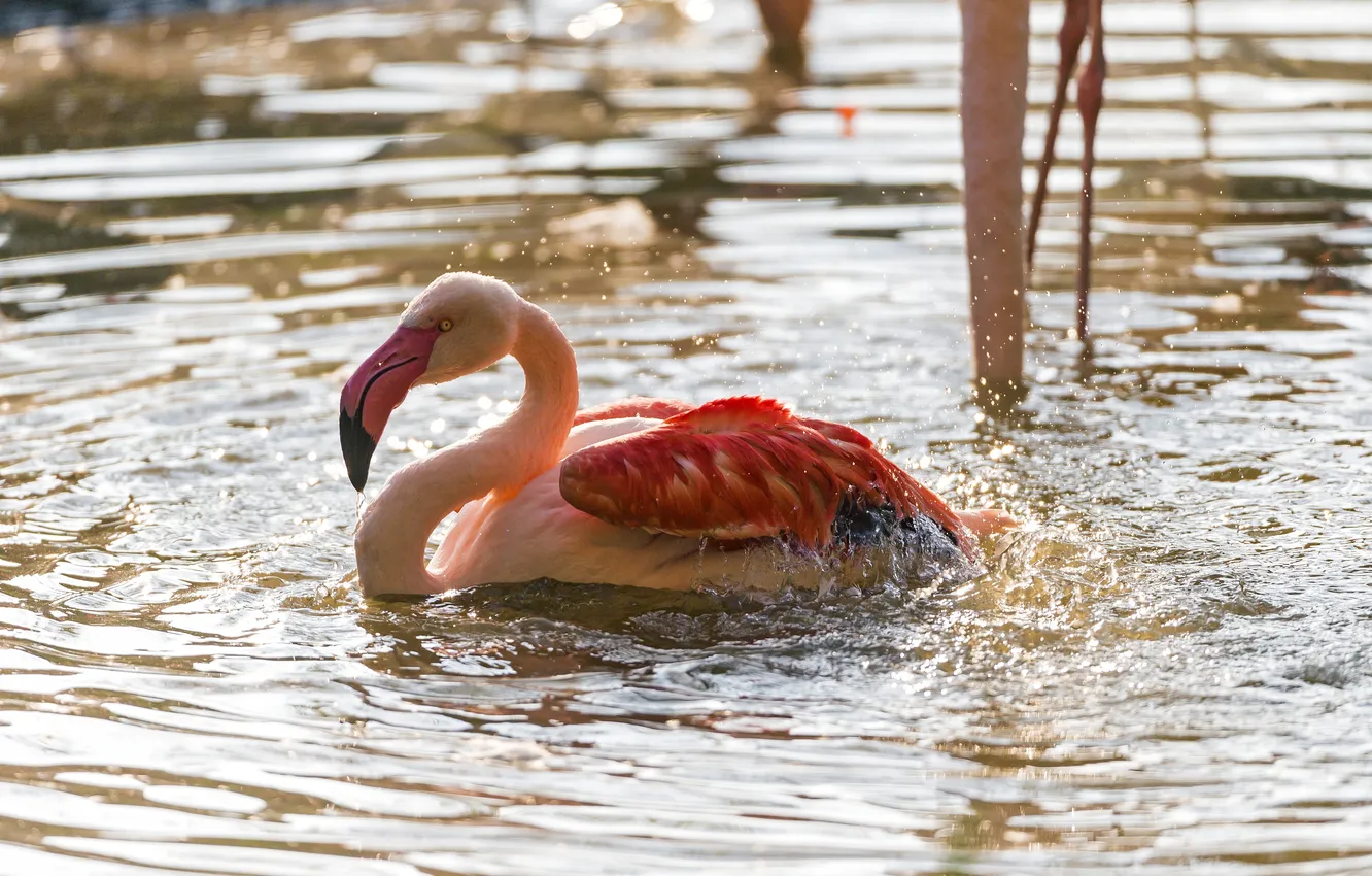 Фото обои брызги, птица, купание, фламинго, водоём, ©Tambako The Jaguar