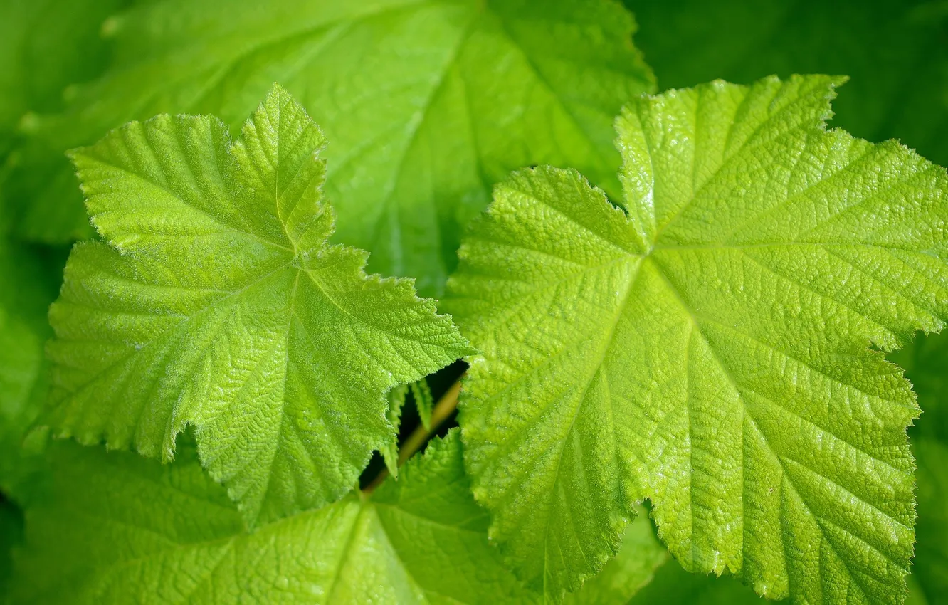 Фото обои листья, лист, виноград, зелёные