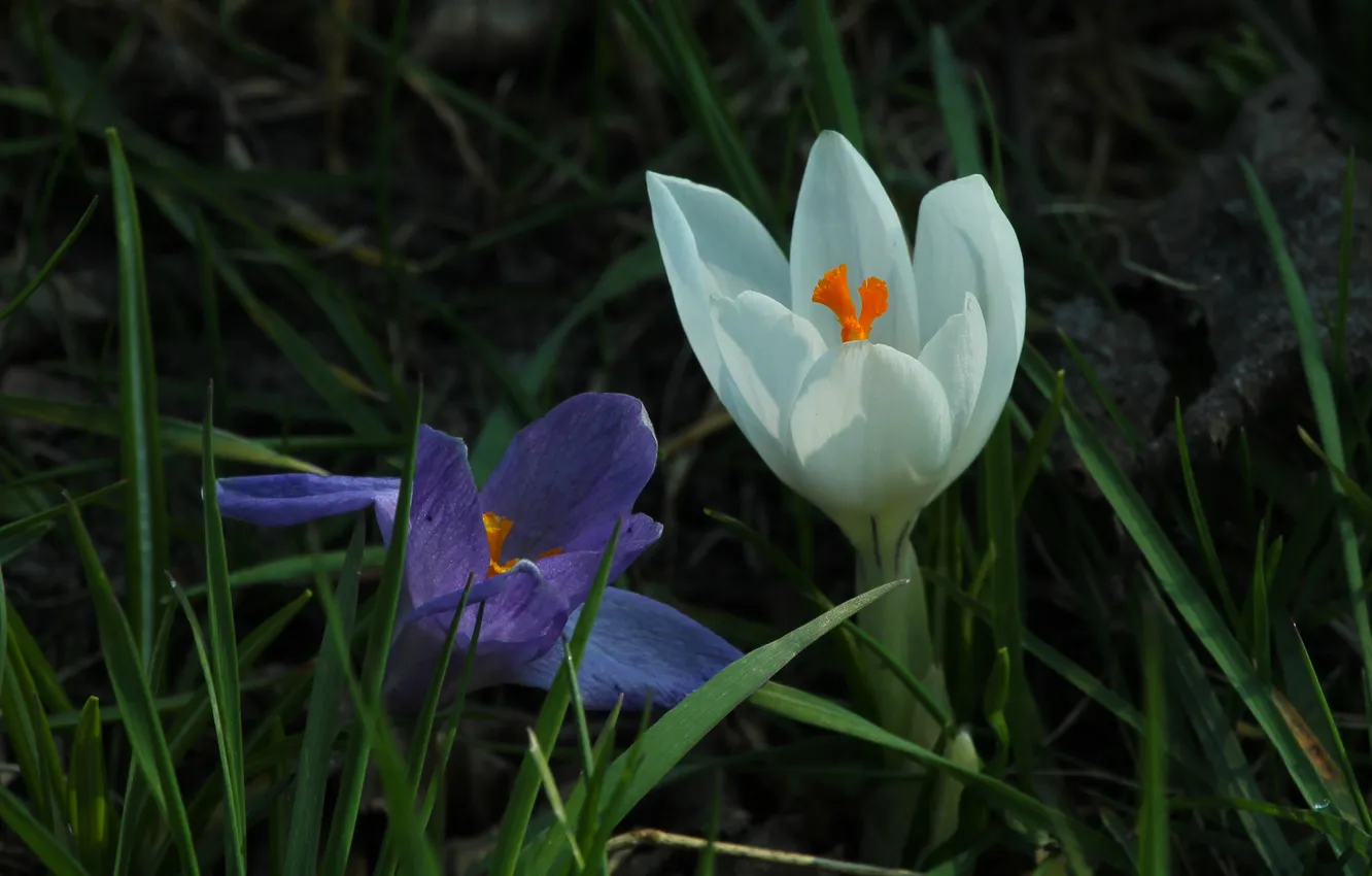 Фото обои flower, spring, Crocus