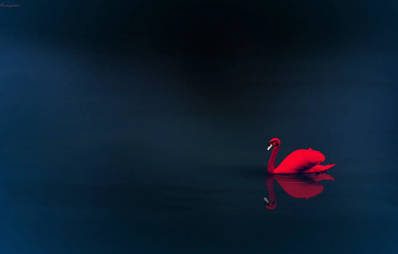 Фото обои вода, отражение, красный лебедь