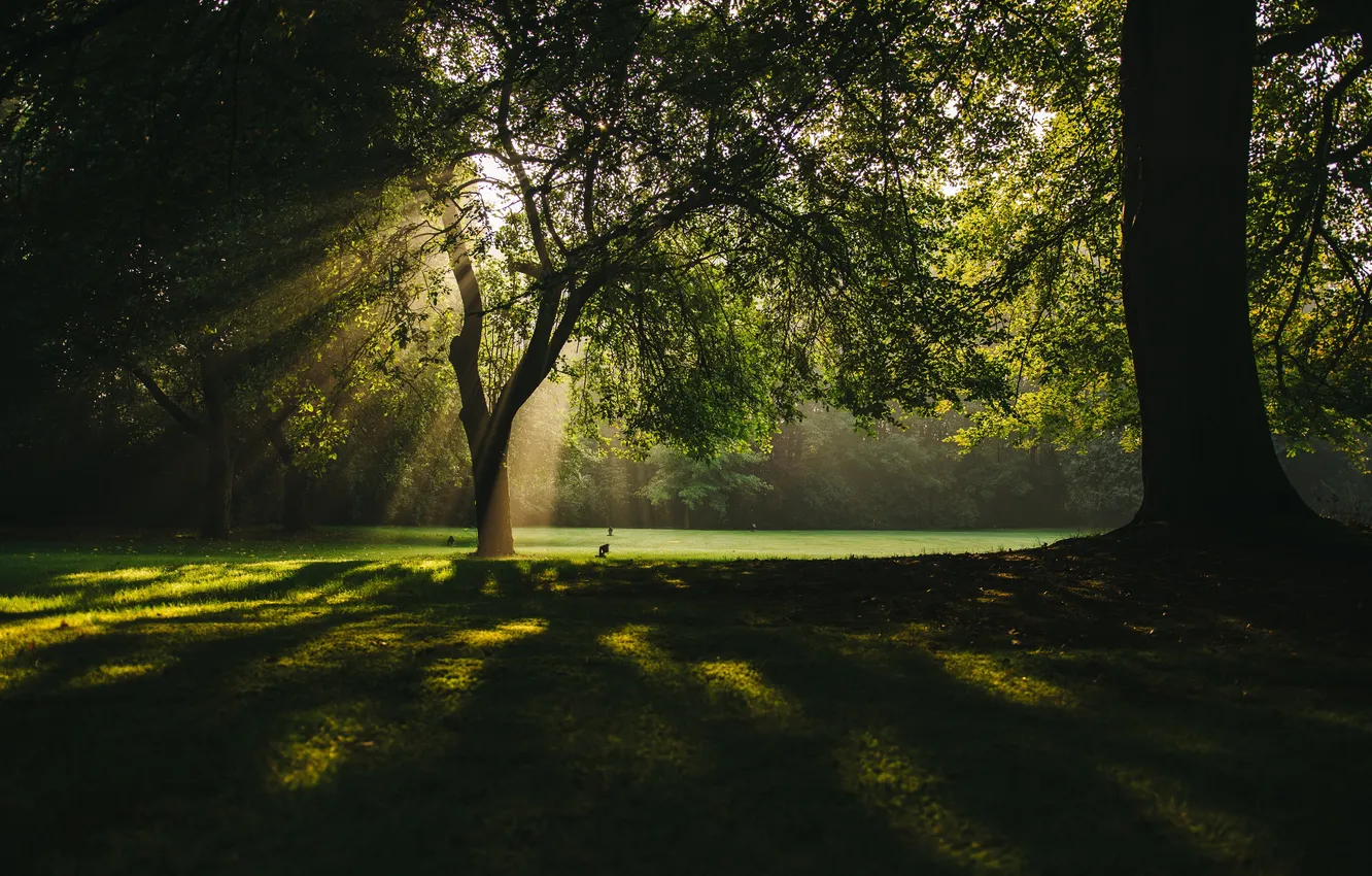Фото обои trees, landscape, park, plants