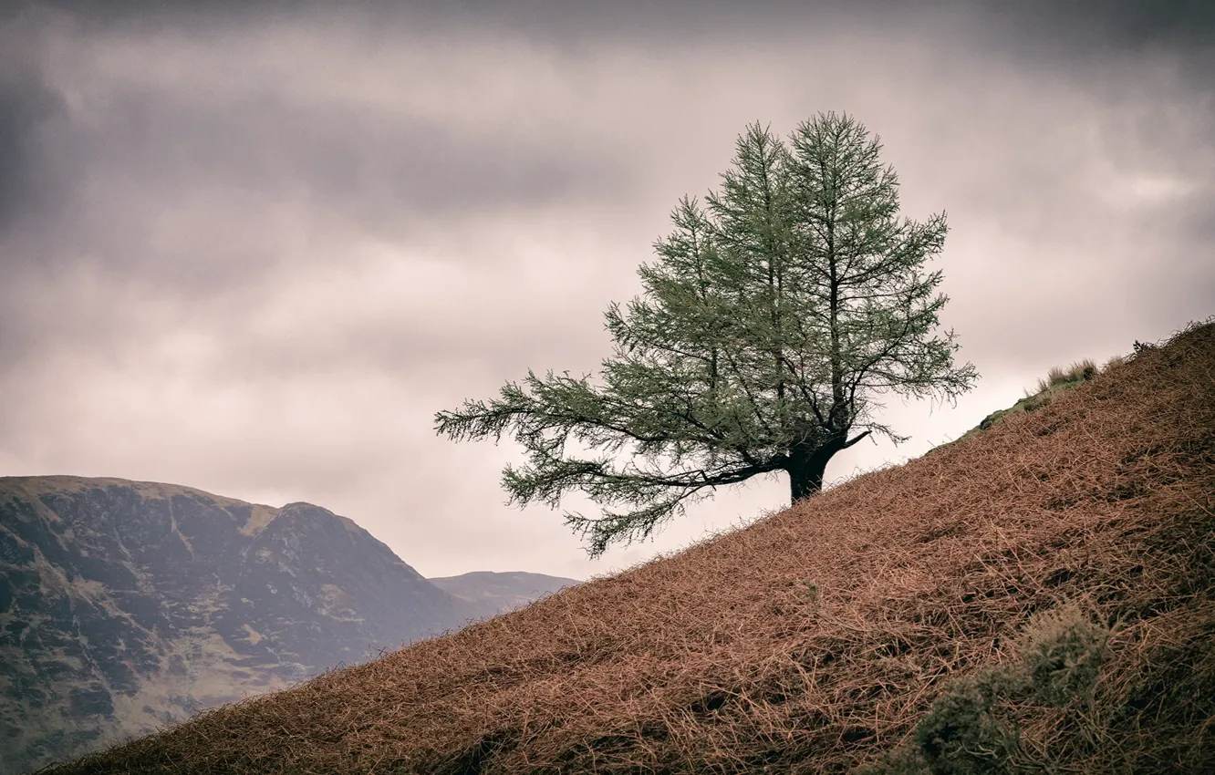 Фото обои England, United Kingdom, Lake District, Lone Tree, Buttermere
