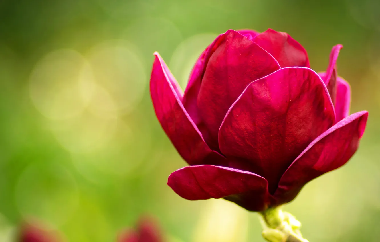 Фото обои Flower, Rose, Magnolia