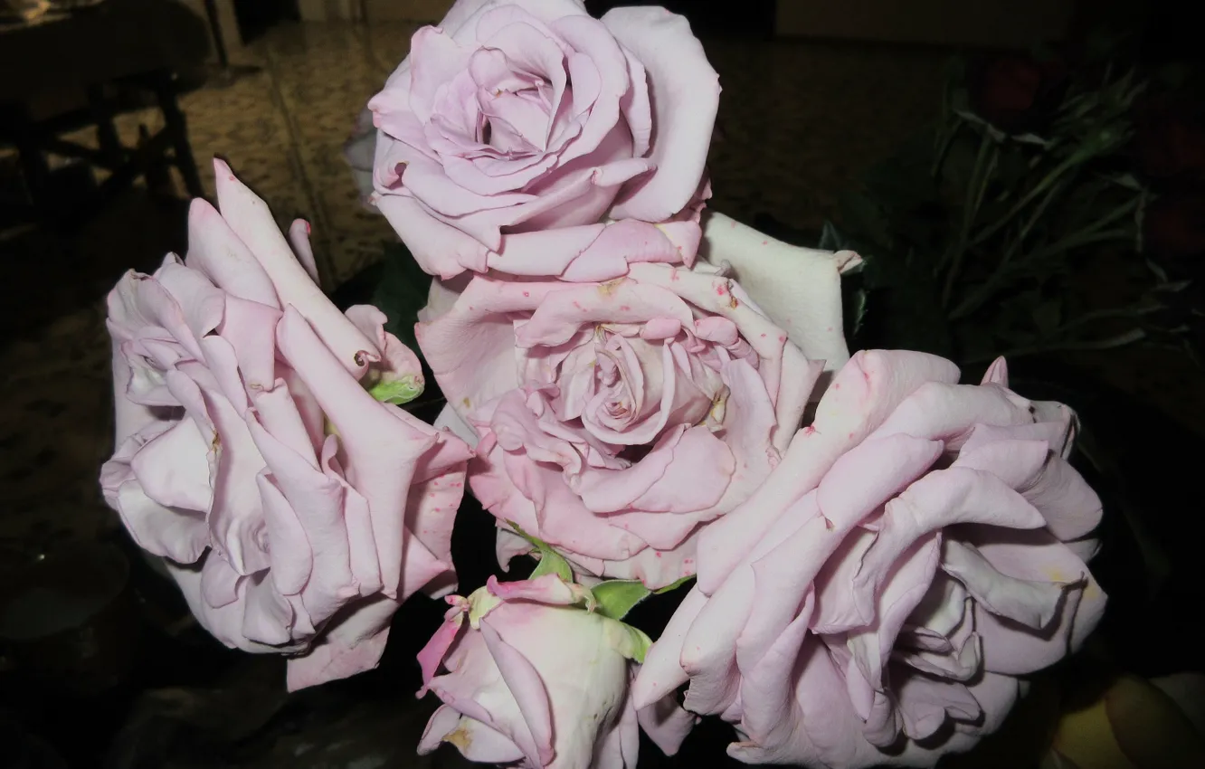 Фото обои цветы, розы, 2018, сиреневые розы, Meduzanol ©