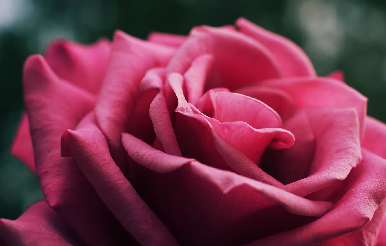 Фото обои цветок, макро, крупный план, фон, розовая, роза, лепестки, бутон