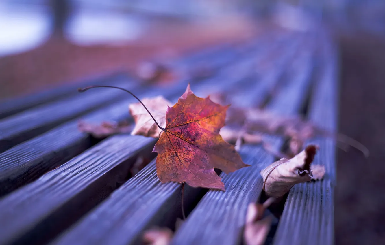 Фото обои осень, листья, природа, скамья