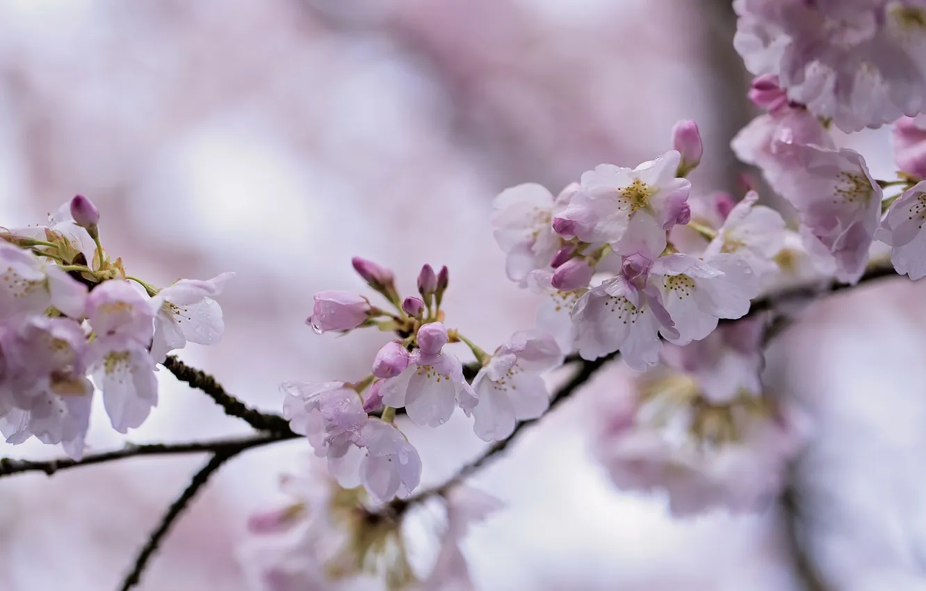 Фото обои ветка, весна, сакура