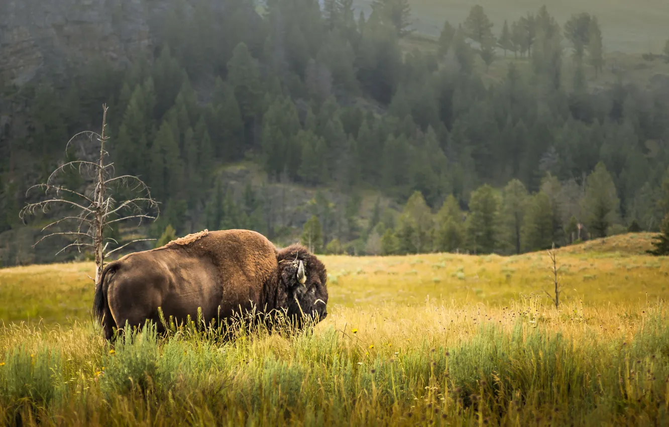 Фото обои лето, природа, Yellowstone, бизон