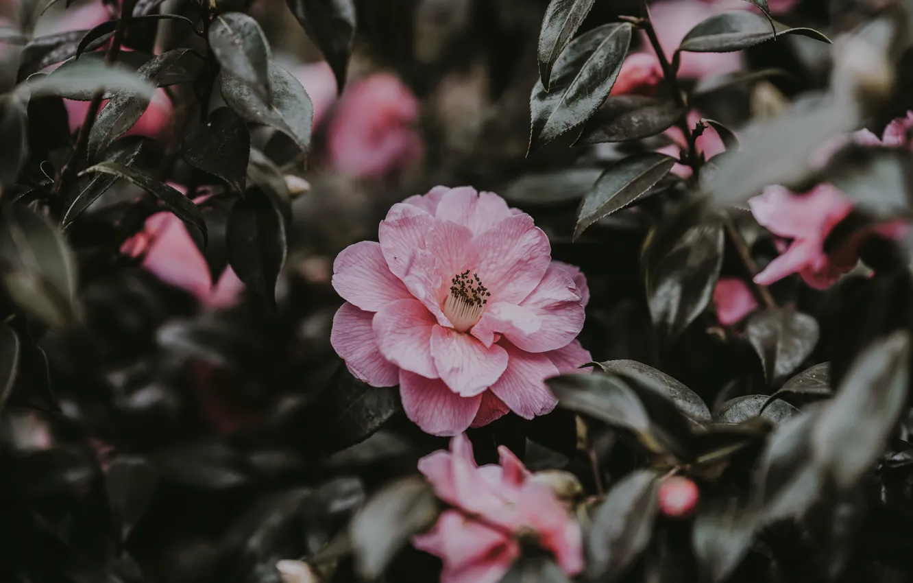 Фото обои pink, blossom, flowers