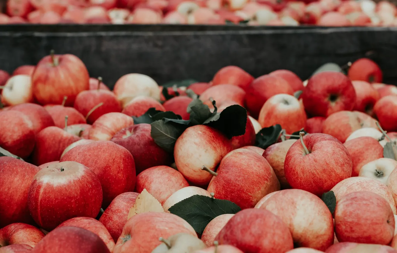 Фото обои яблоки, урожай, красные, фрукты, ящик, много