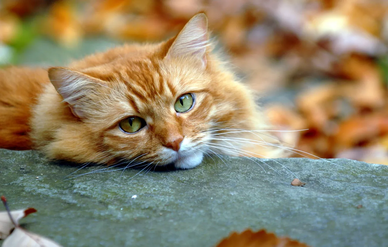 Фото обои осень, кот, взгляд, рыжий