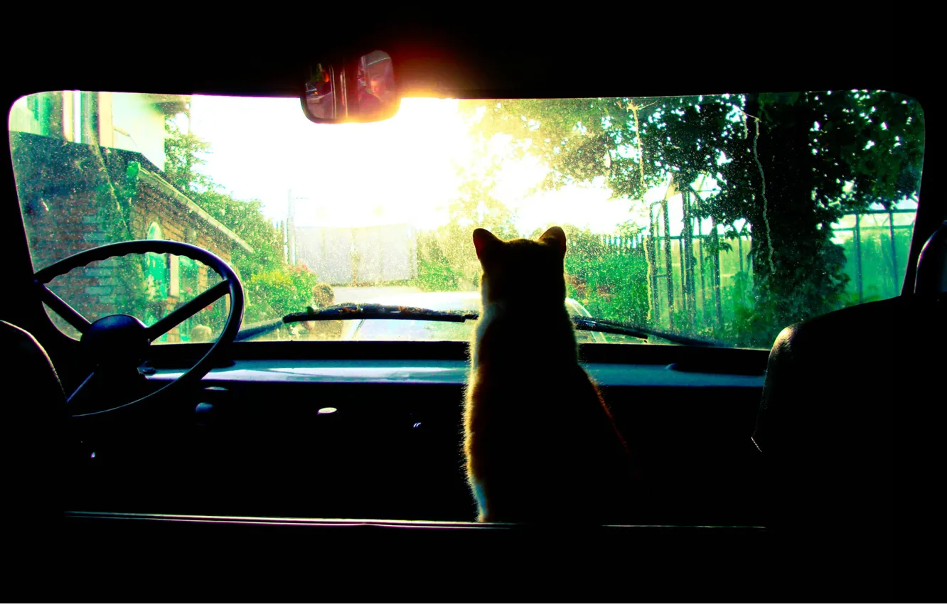 Фото обои руль, автомобиль, сидит, рыжий кот