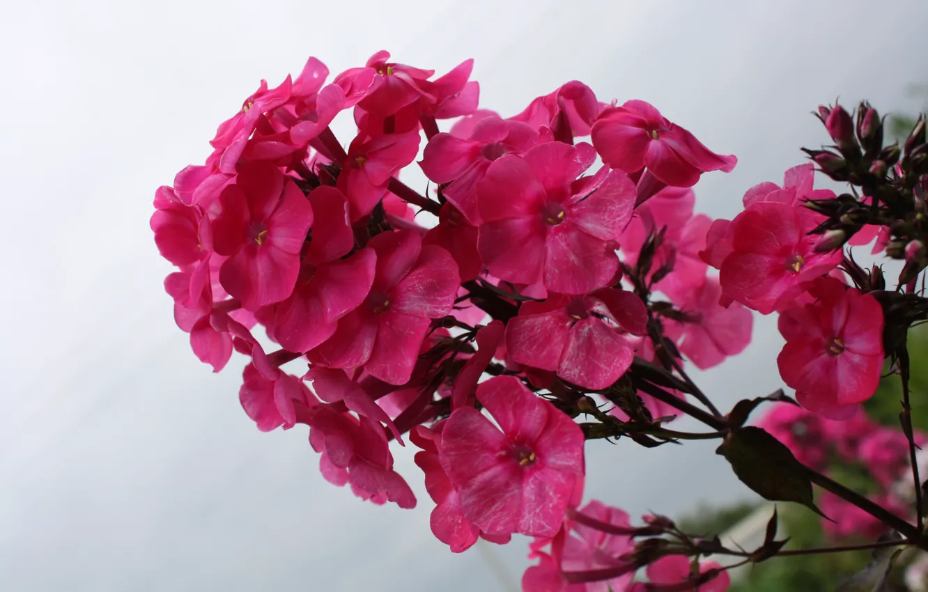 Фото обои лето, небо, цветы