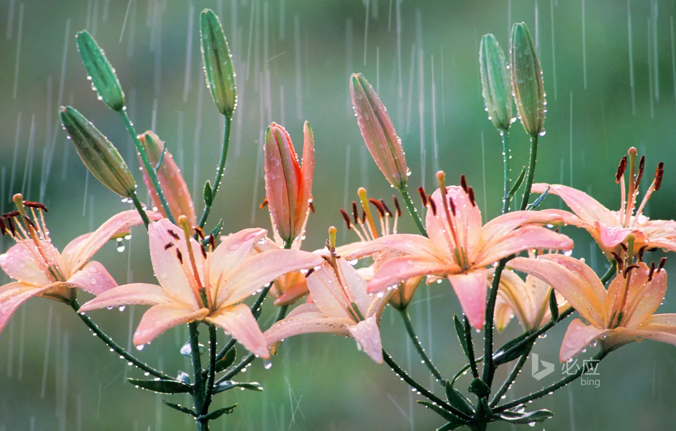 Фото обои природа, дождь, лилия, лепестки, Bing