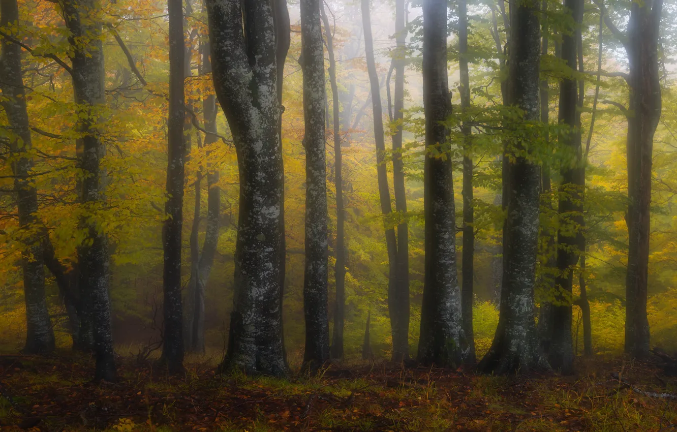 Фото обои осень, лес, деревья, ветки, природа, туман, стволы, листва