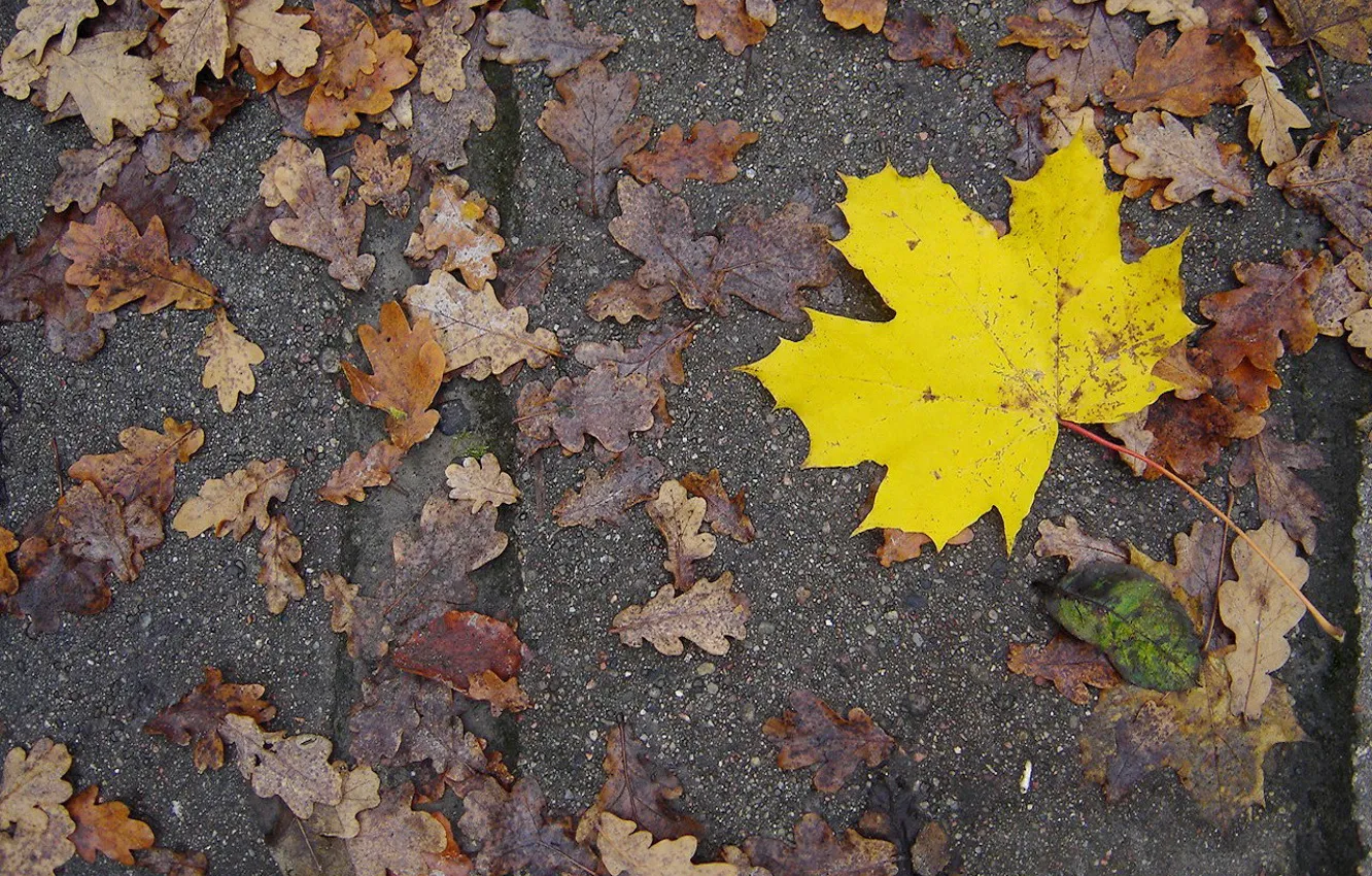 Фото обои Лист, Желтый, Осень