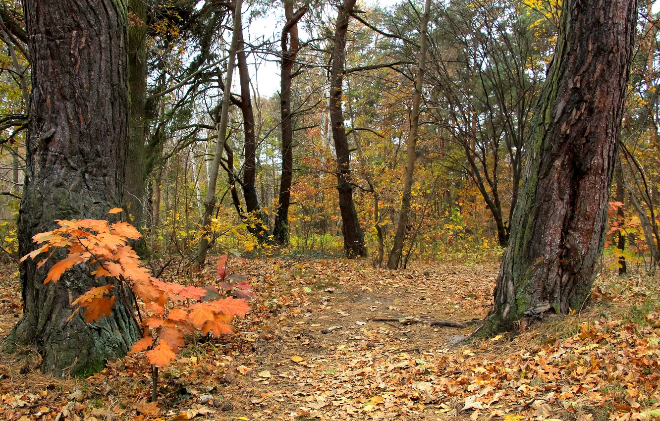 Фото обои trees, park, autumn, fall