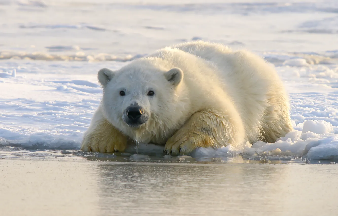 Фото обои Predator, animal, polar bear, wildlife