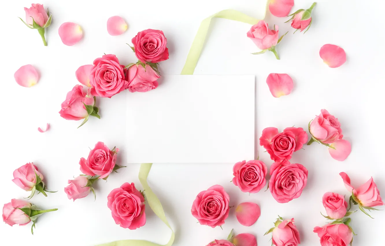 Фото обои розы, бутоны, pink, flowers, romantic, roses, valentine`s day