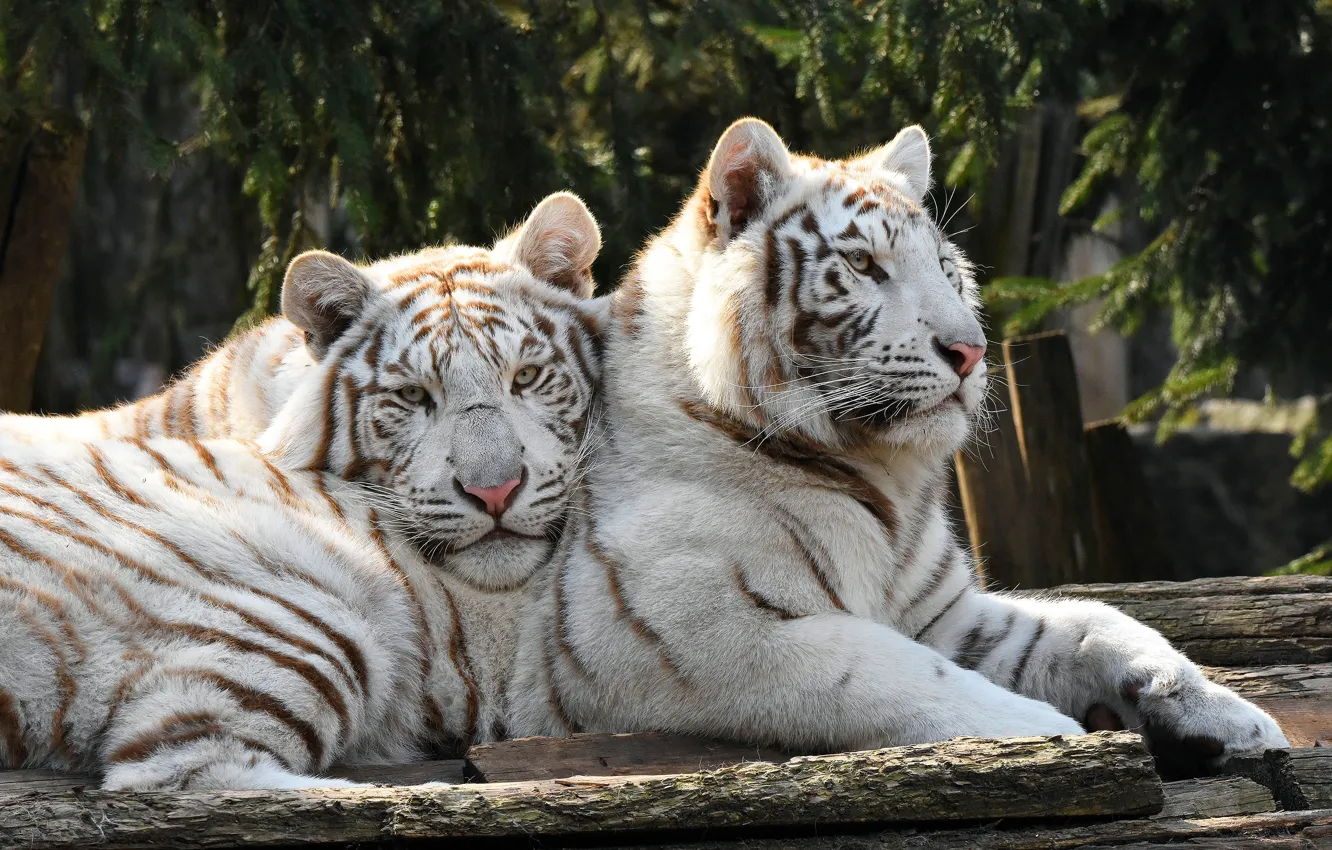 Фото обои белый, взгляд, морда, тигр, поза, фон, пара, бревно