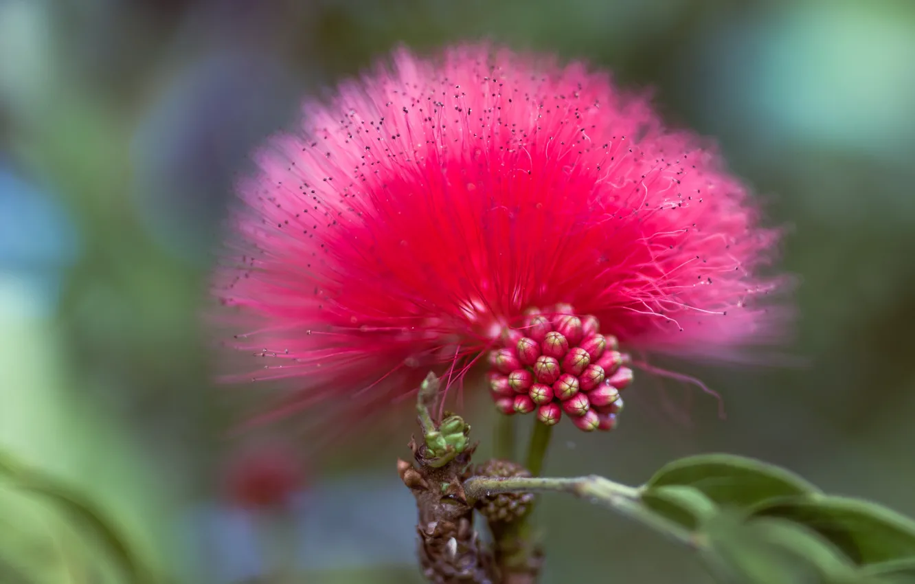 Фото обои цветы, природа, экзотика