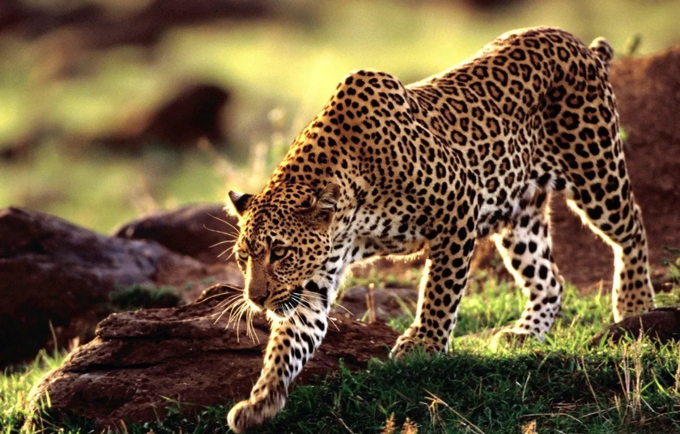 Фото обои Wallpaper, Wild, Animal, Animal Wallpaper, Wild Animal