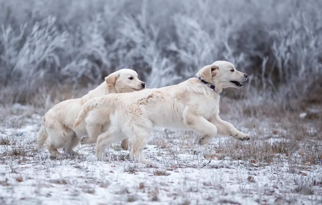 Фото обои зима, иней, собаки, трава, взгляд, снег, ветки, природа
