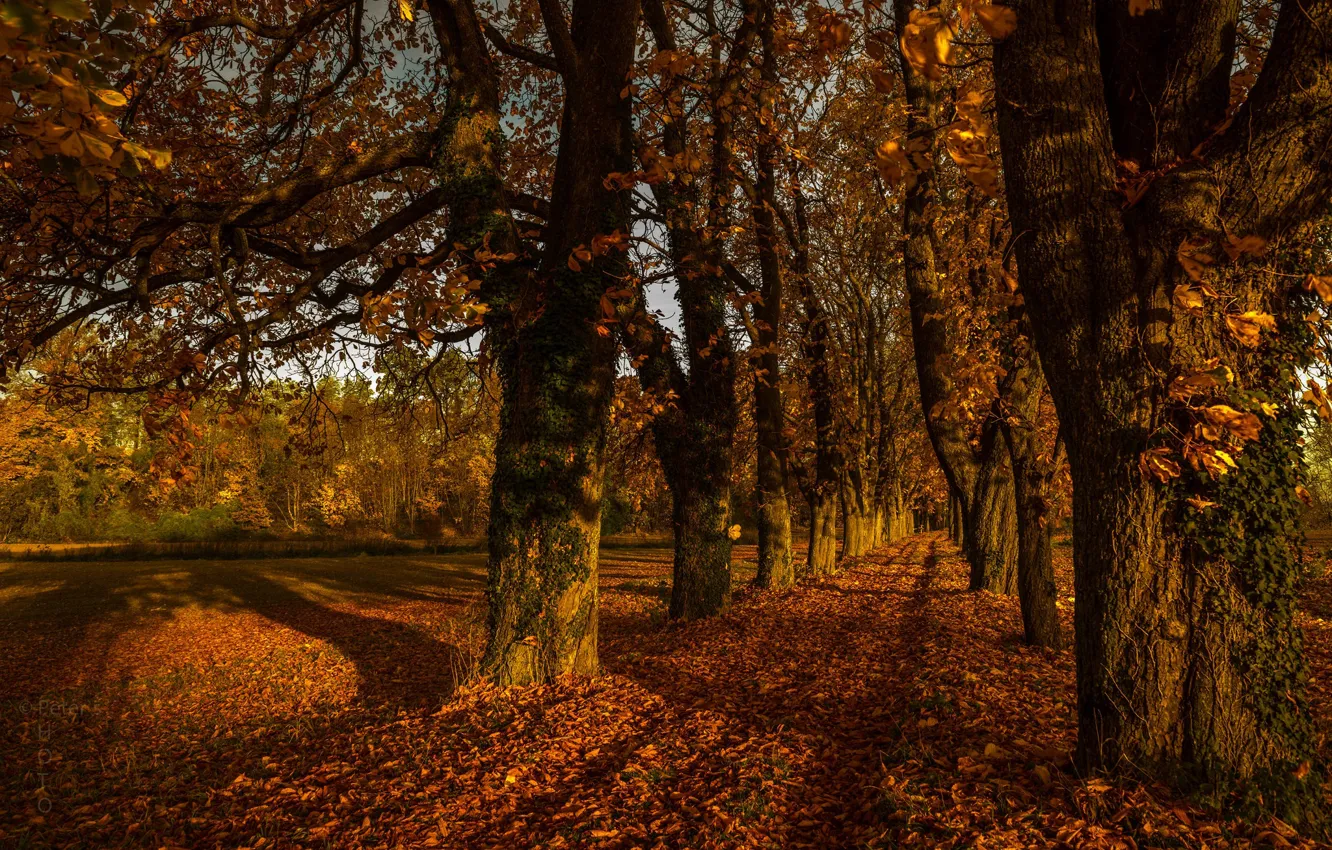 Фото обои дорога, осень, листья, деревья, листва, Австрия, аллея, каштаны