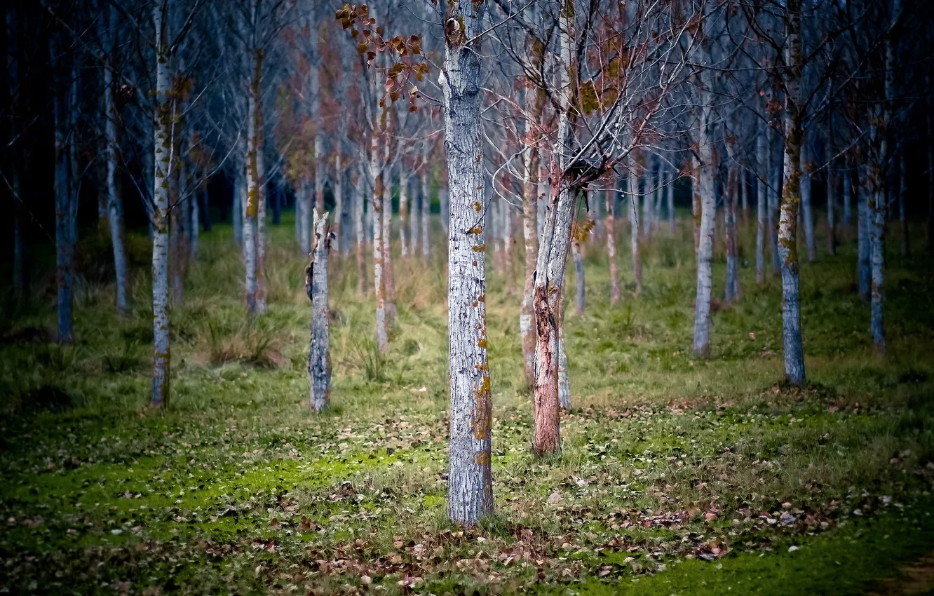 Фото обои деревья, пейзаж, природа