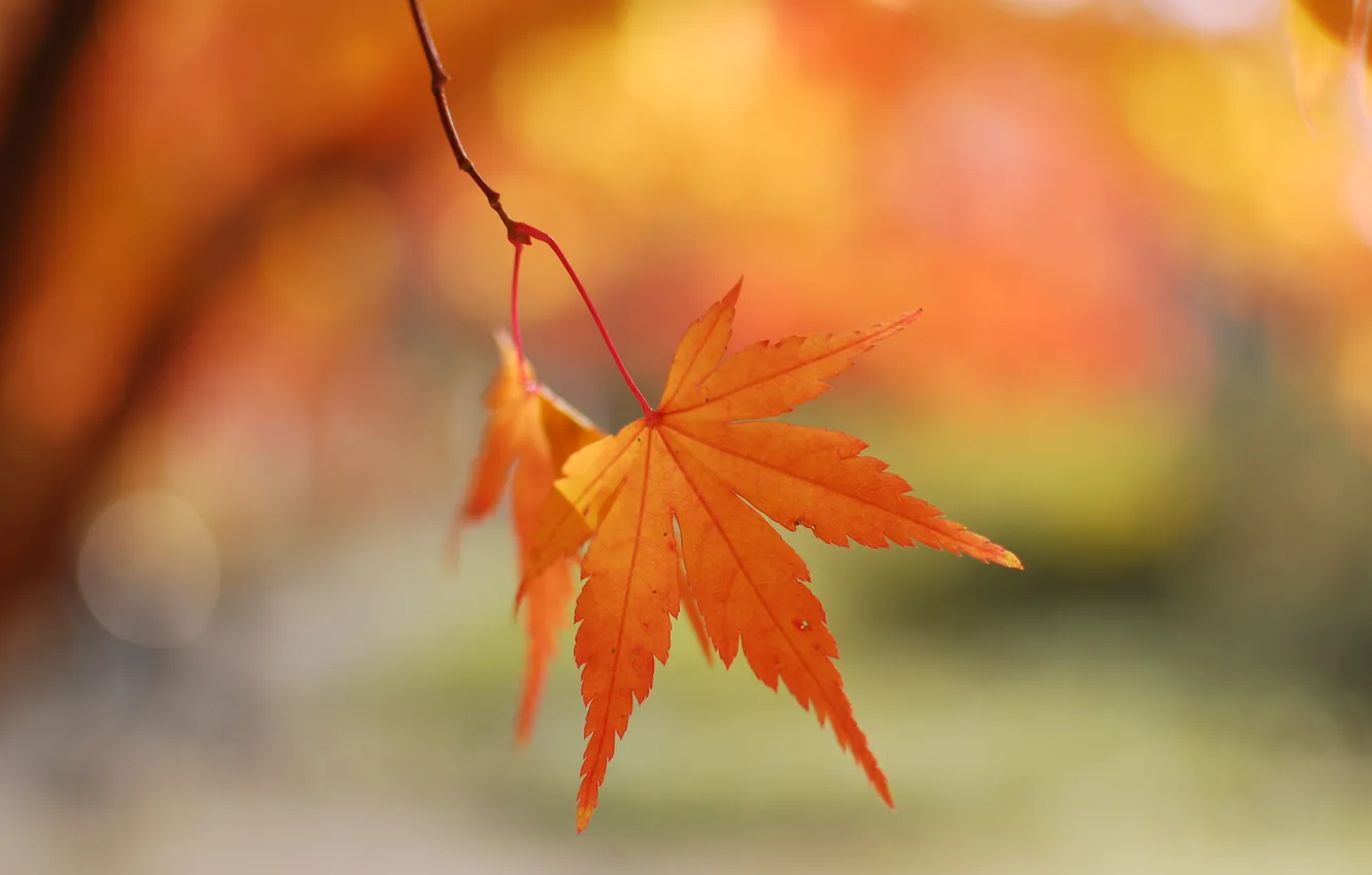 Фото обои осень, макро, лист, блики, фон, ветка, розмытость