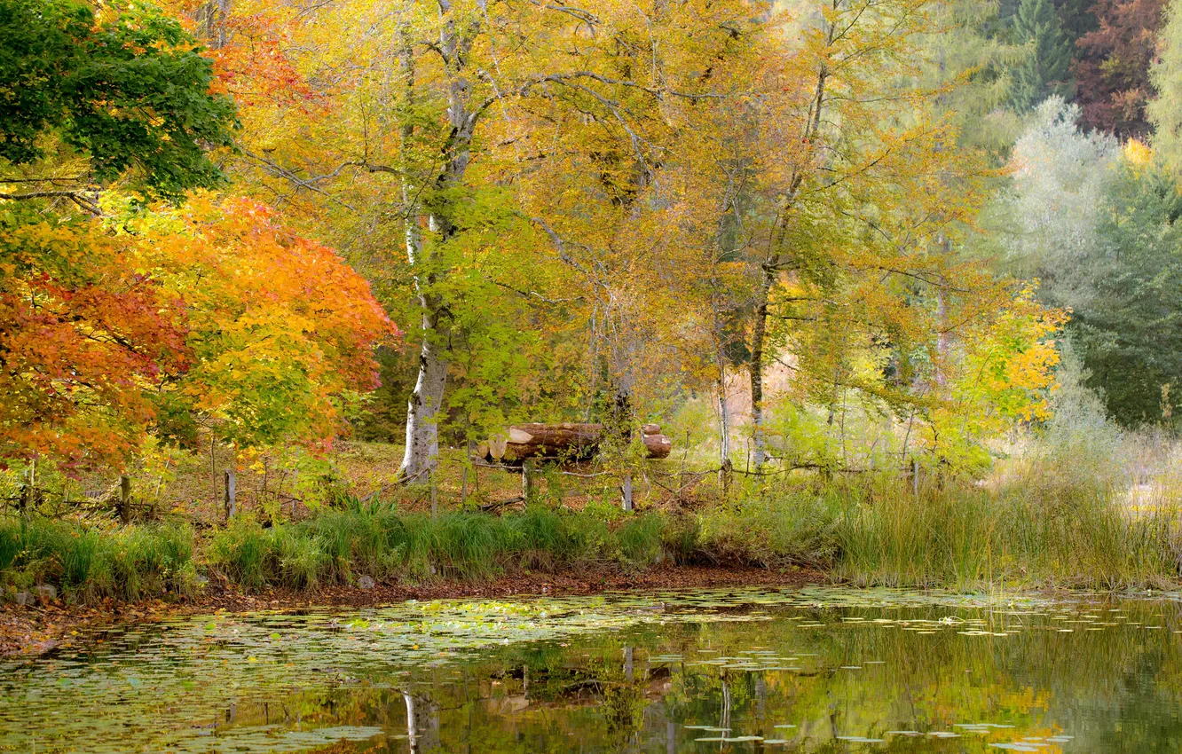 Фото обои осень, трава, деревья, пруд, берег, листва