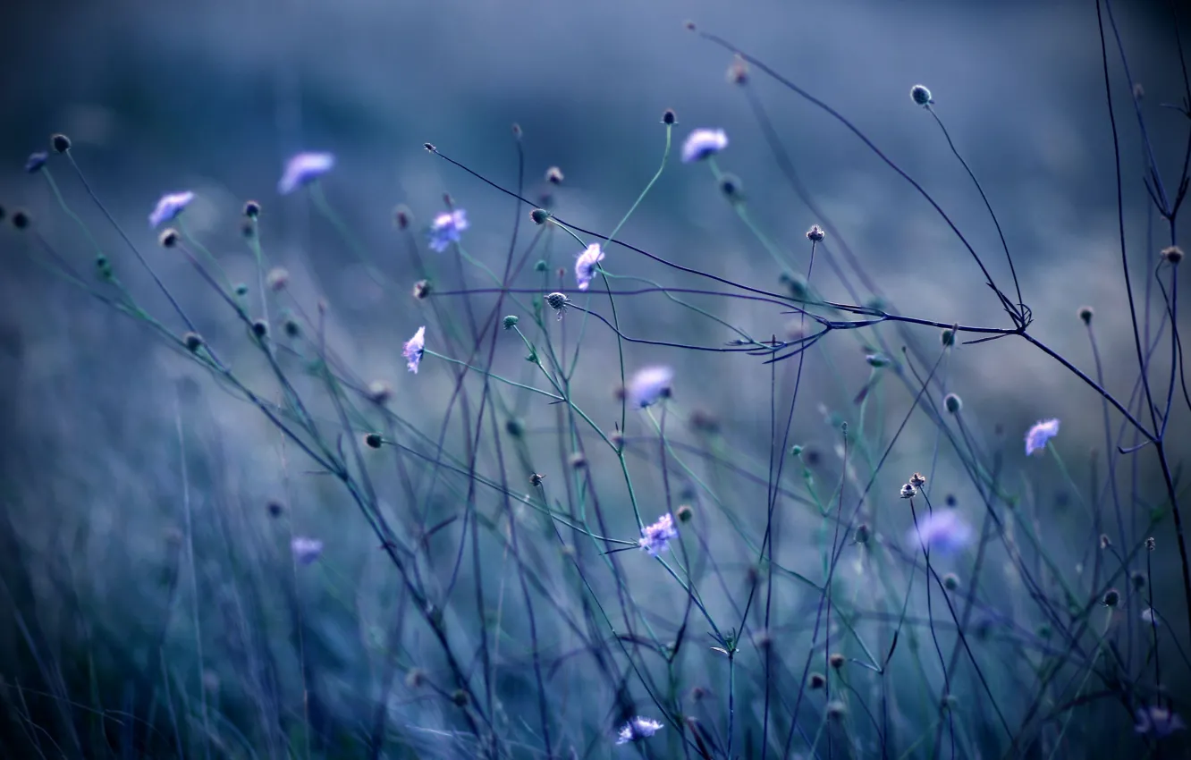 Фото обои трава, цветы, синий, природа, стебли, цвет, растения, вечер