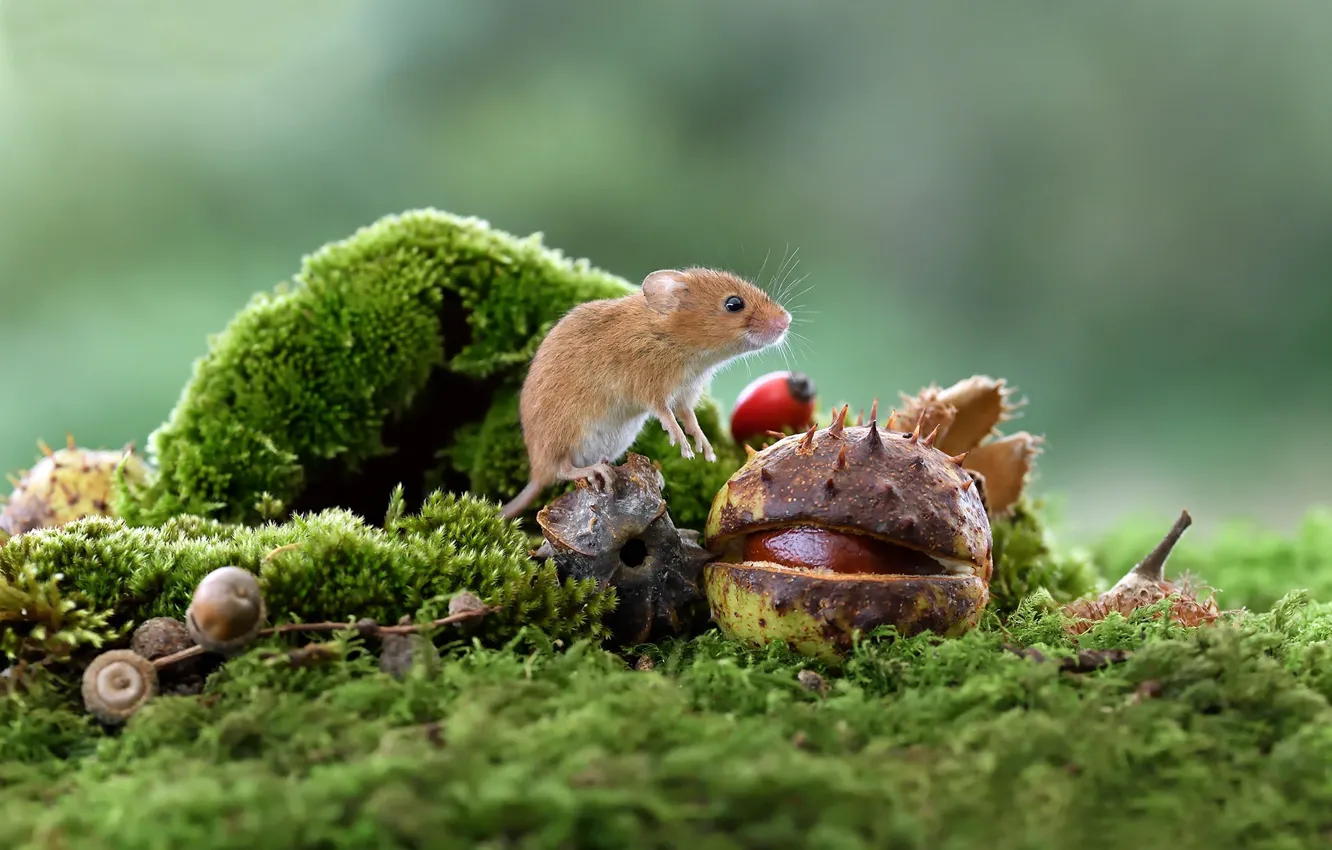 Фото обои макро, мох, мышка, каштан, грызун, Мышь-малютка, Harvest mouse