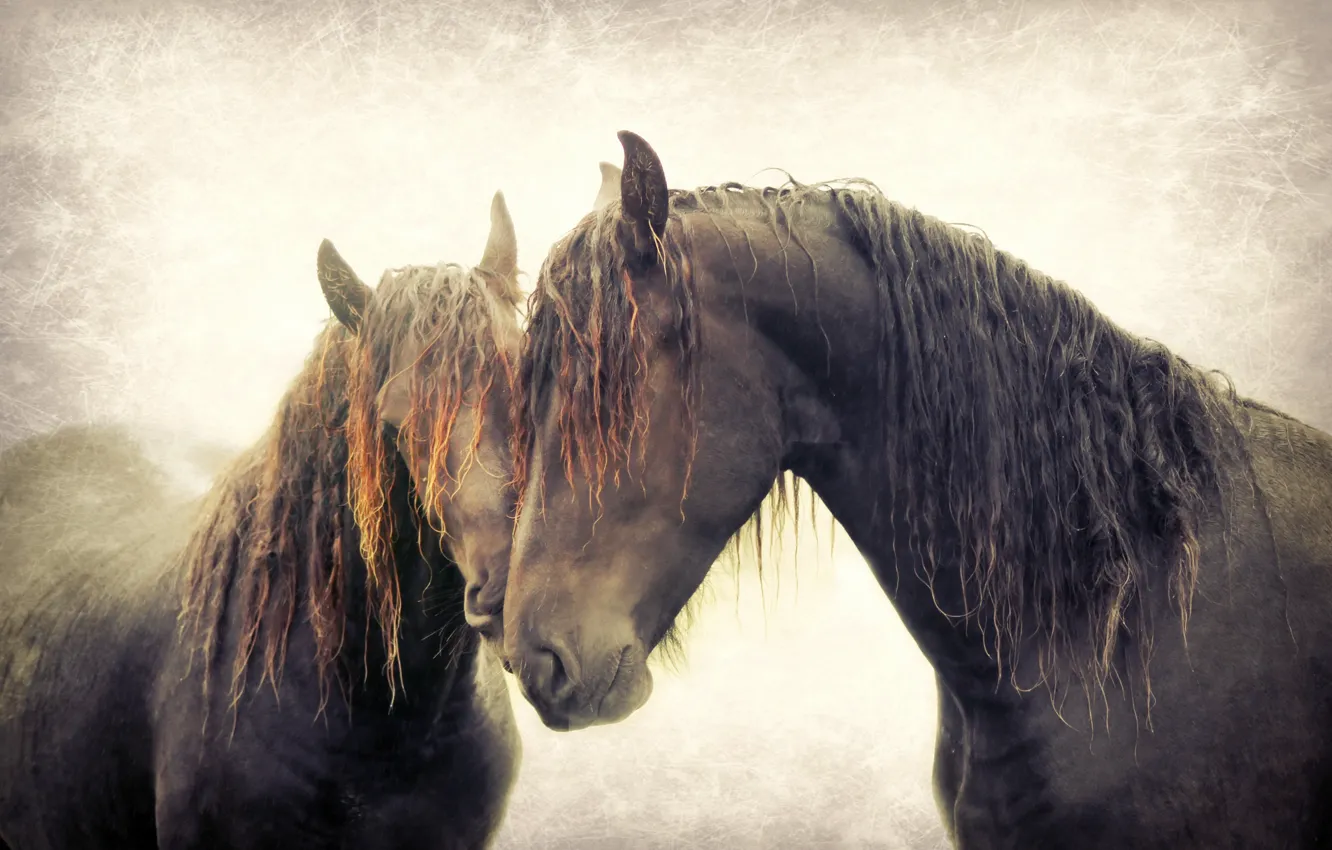Фото обои фон, кони, текстура