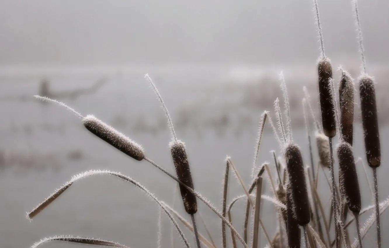 Фото обои иней, туман, болото, Трава