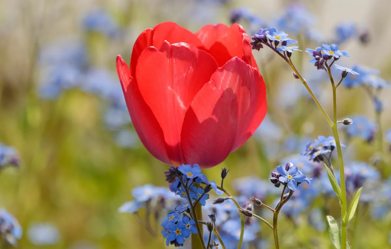 Фото обои цветы, красный, тюльпан, весна, бутон, голубые, тюльпаны, незабудки