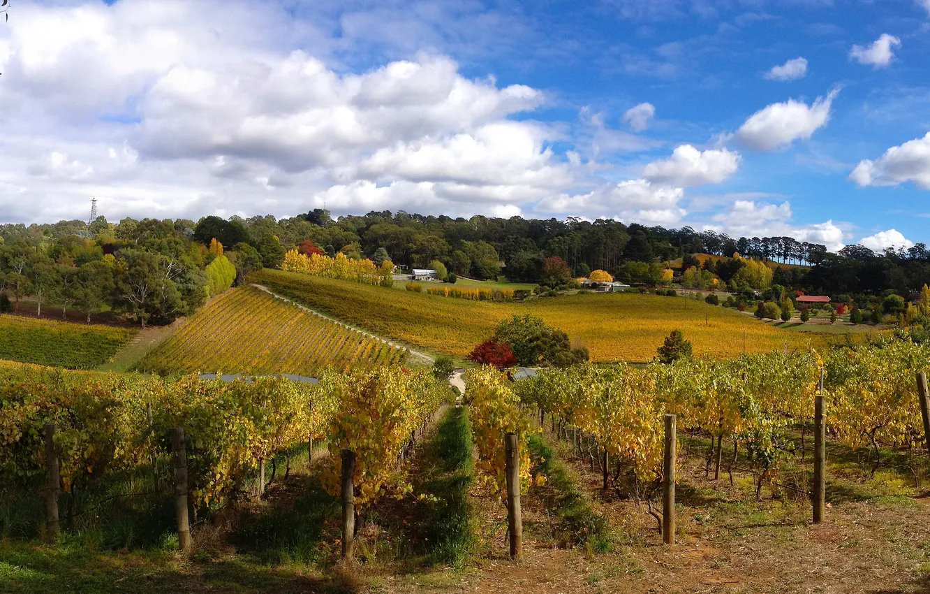 Фото обои Небо, Облака, Австралия, Кусты, Поля, Виноградник, Ashton Valley Adelaide Hills