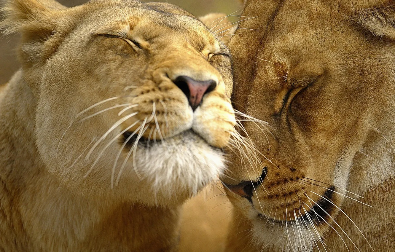 Фото обои животные, природа, хищники, милые, львицы