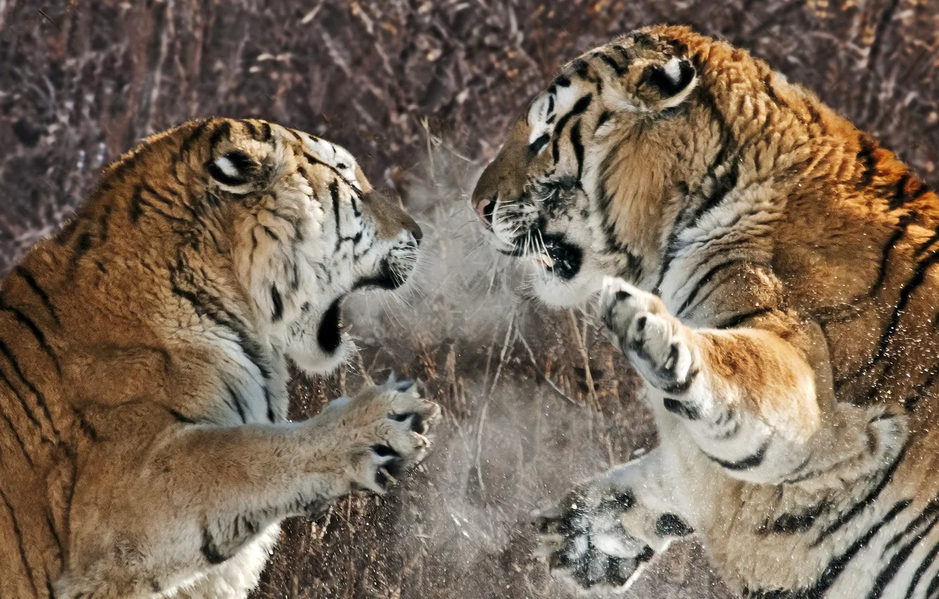 Фото обои тигры, схватка, агрессия